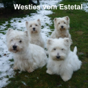 (c) Westies-vom-estetal.de