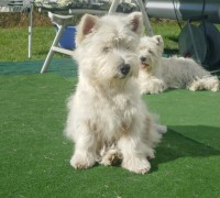 Westie Hündin Batida