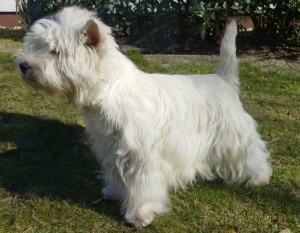 Westie Hündin Batida