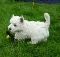 West Highland Terrier