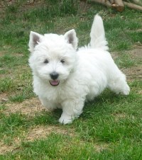 Westie Welpe Mavis