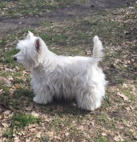 West Highland White Terrier Hündin