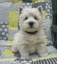 Westie Hündin Mavis