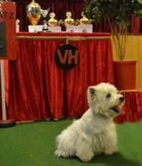 Westie Hündin