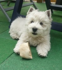 Westie Mavis