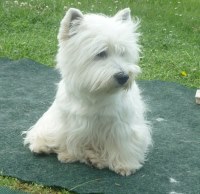 Westie Hündin