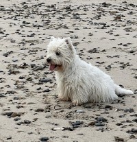 Terrier Hündin