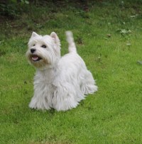 Cimberly Westie Hündin