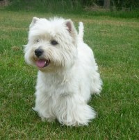 Westie Hündin