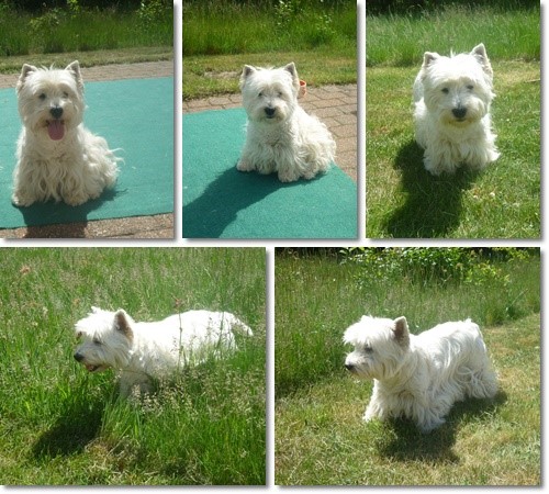 Westie Hündin Mavis