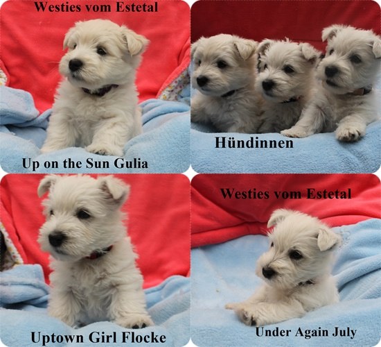 Westie Hündinnen acht Wochen