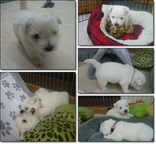 West Highland White Terrier Welpen