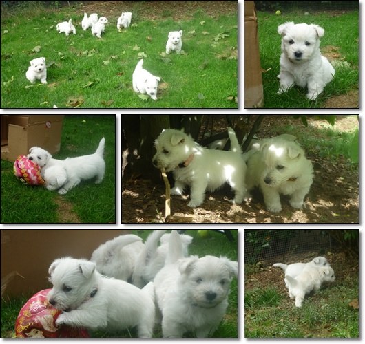 West Highland White Terrier Welpen