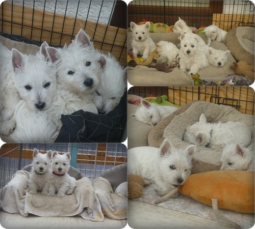 Westies sieben Welpen