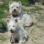 Ein Gruppenfoto der Westies