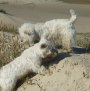 Westies in den Dünen